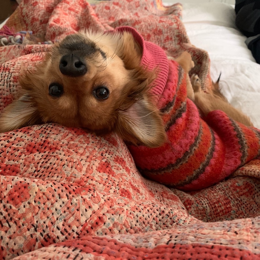 Dog Sweater